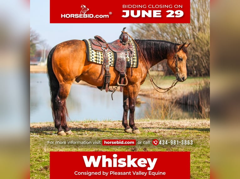 Quarter horse américain Hongre 8 Ans Buckskin in Robards