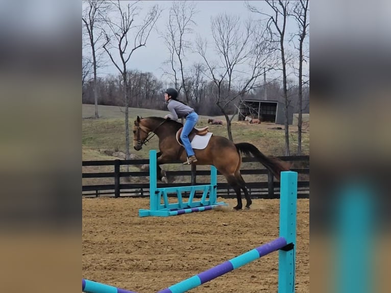 Quarter horse américain Hongre 8 Ans Buckskin in Robards