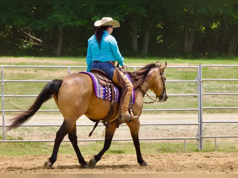 Quarter horse américain Hongre 8 Ans Buckskin in Robards