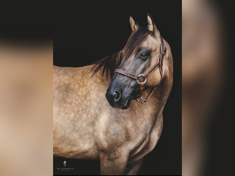 Quarter horse américain Hongre 8 Ans Buckskin in Dallas PA