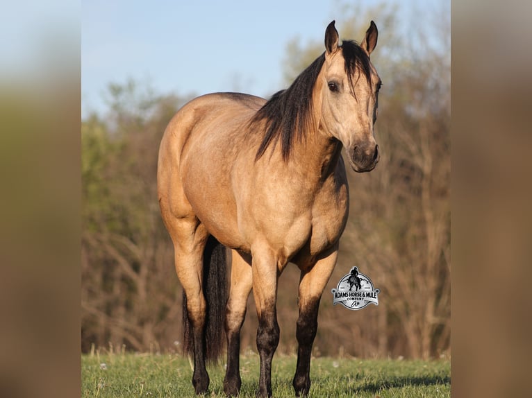 Quarter horse américain Hongre 8 Ans Buckskin in Mount Vernon