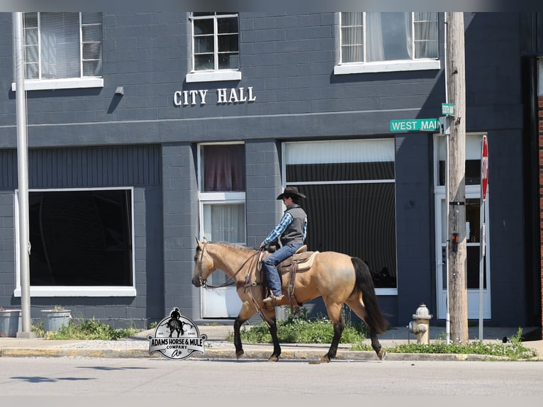 Quarter horse américain Hongre 8 Ans Buckskin in Mount Vernon