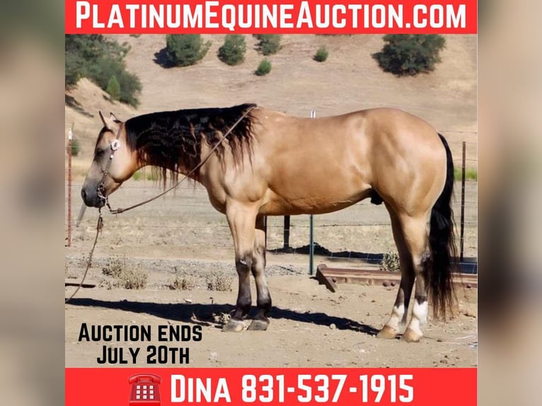 Quarter horse américain Hongre 8 Ans Buckskin in Paicines CA