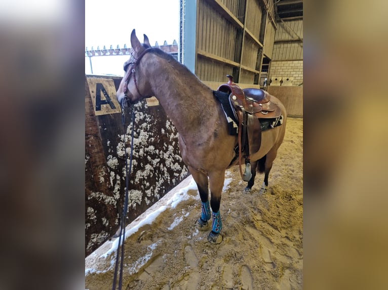 Quarter horse américain Hongre 8 Ans Buckskin in Neunkirchen-Seelscheid