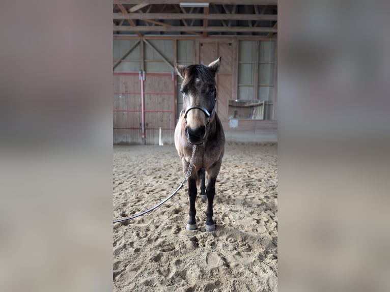 Quarter horse américain Hongre 8 Ans Buckskin in Alterswil FR