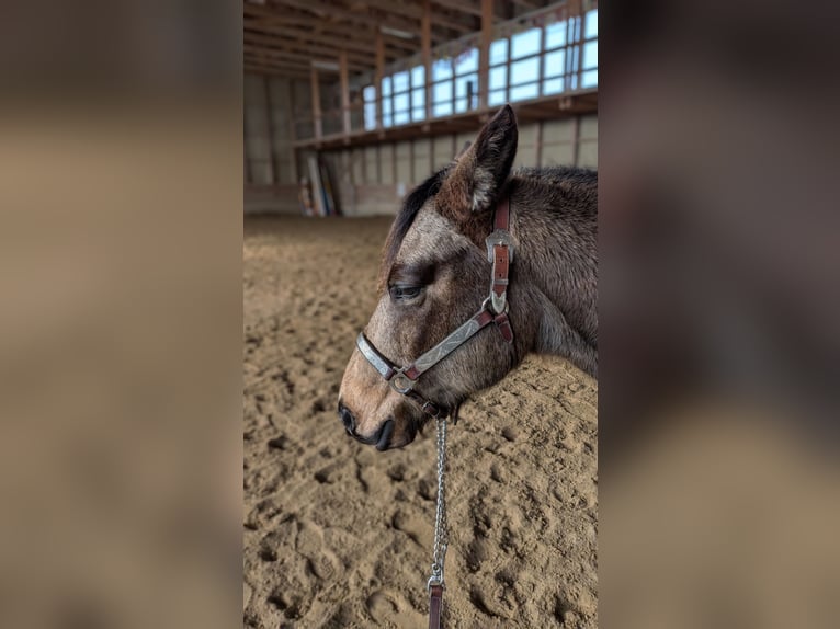 Quarter horse américain Hongre 8 Ans Buckskin in Alterswil FR