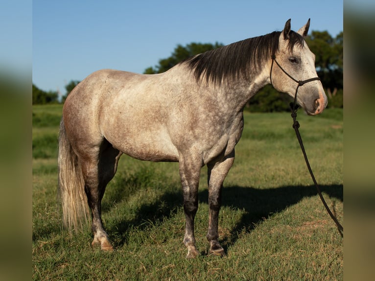 Quarter horse américain Hongre 8 Ans Gris in Stillwater