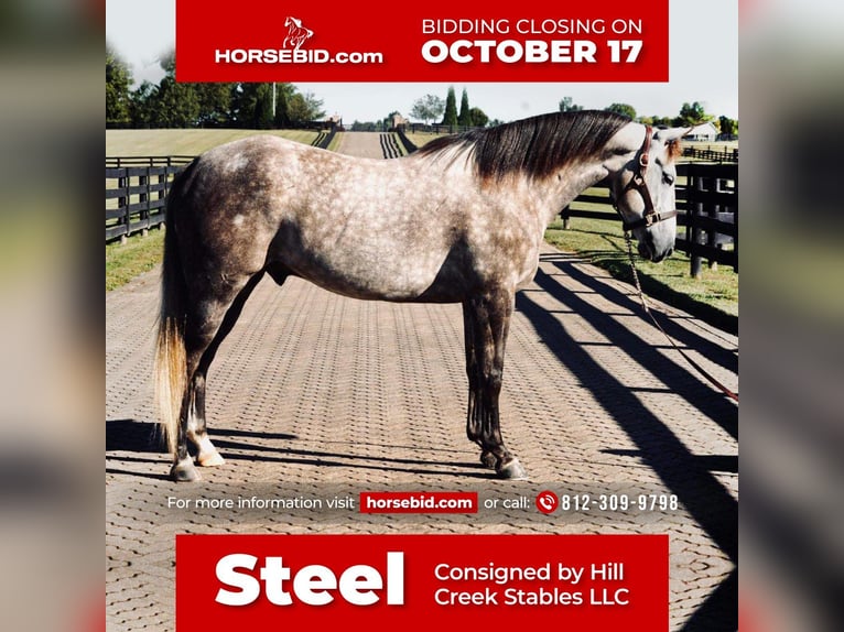 Quarter horse américain Hongre 8 Ans Gris in Huntingburg, IN