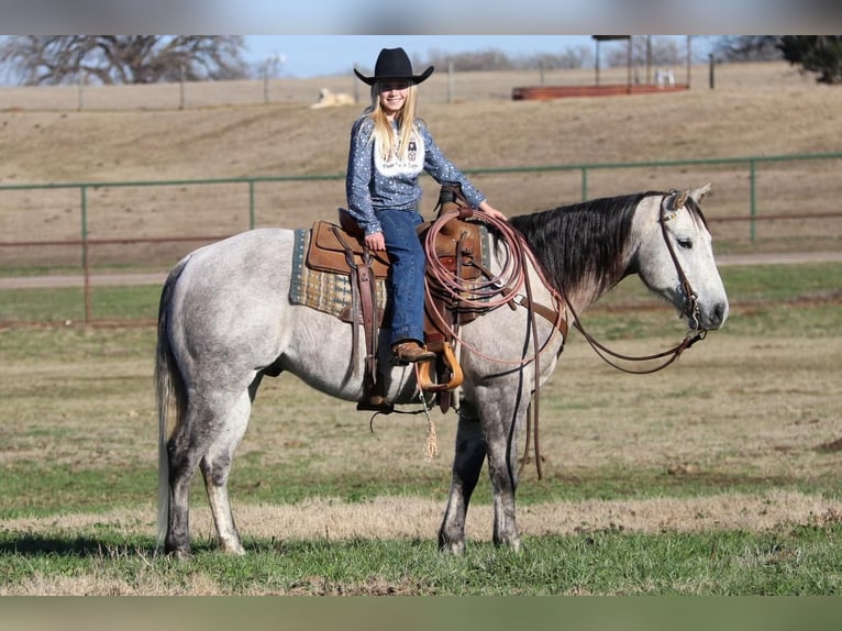 Quarter horse américain Hongre 8 Ans Gris in Joshua, TX