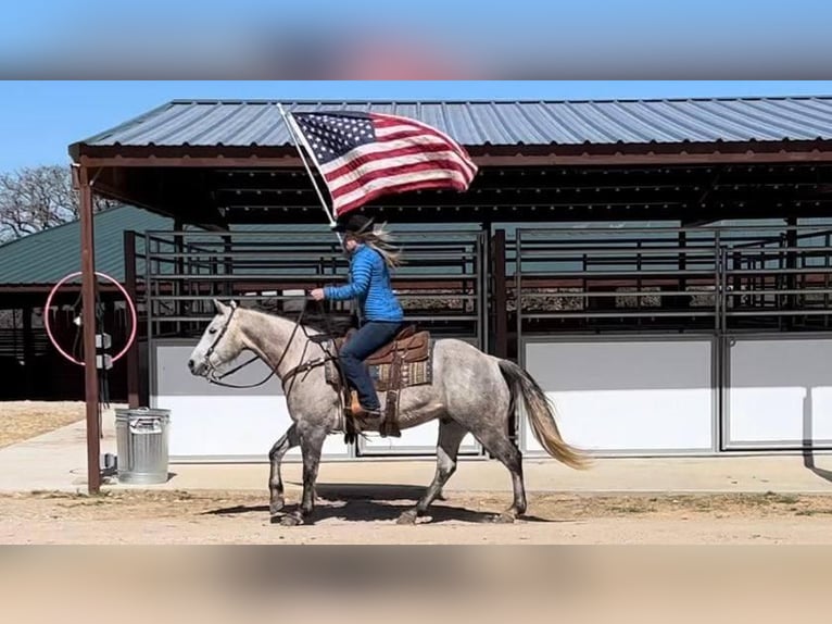 Quarter horse américain Hongre 8 Ans Gris in Joshua, TX