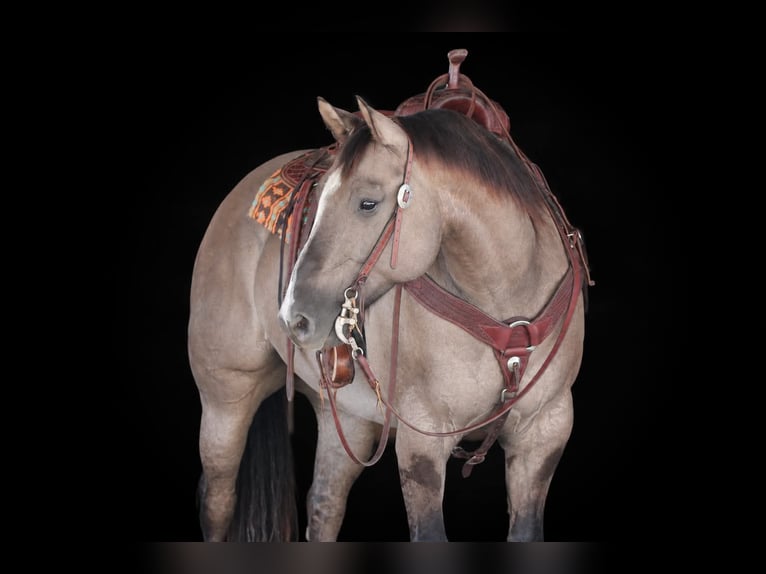 Quarter horse américain Hongre 8 Ans Grullo in Clarion