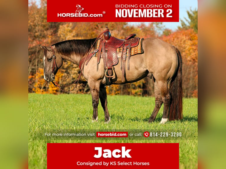 Quarter horse américain Hongre 8 Ans Grullo in Clarion