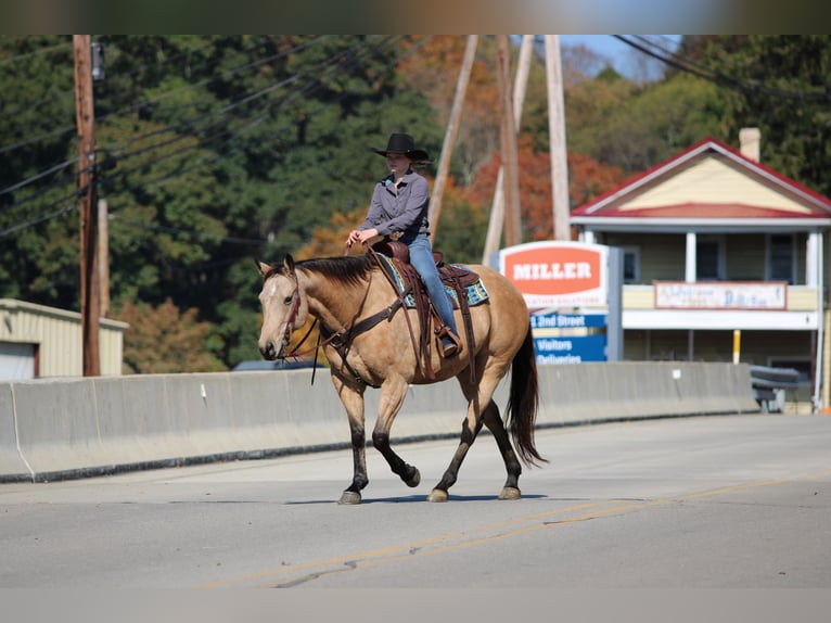 Quarter horse américain Hongre 8 Ans Grullo in Clarion