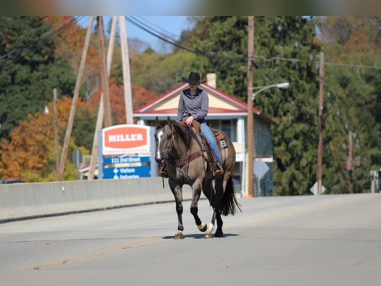 Quarter horse américain Hongre 8 Ans Grullo in Clarion