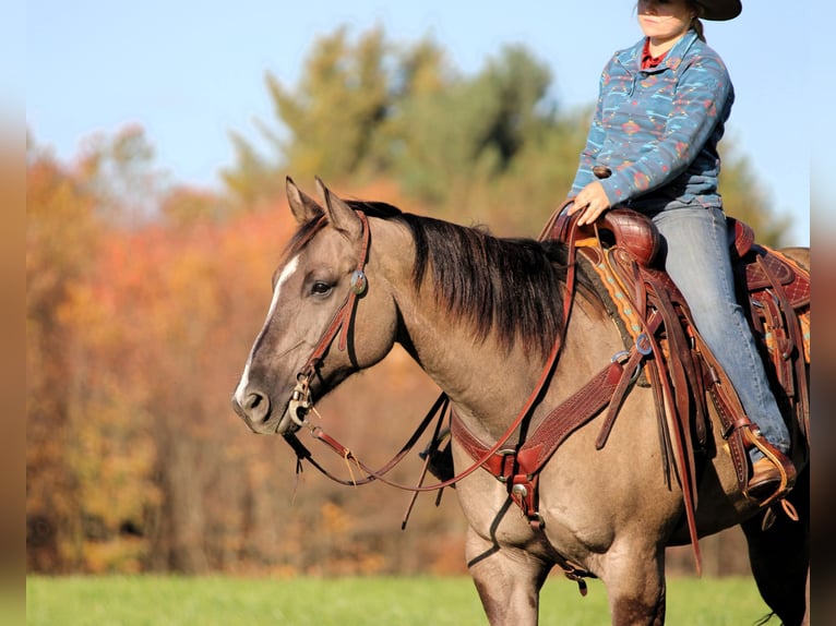 Quarter horse américain Hongre 8 Ans Grullo in Clarion