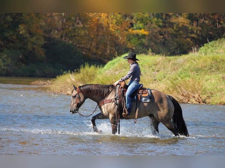 Quarter horse américain Hongre 8 Ans Grullo in Clarion