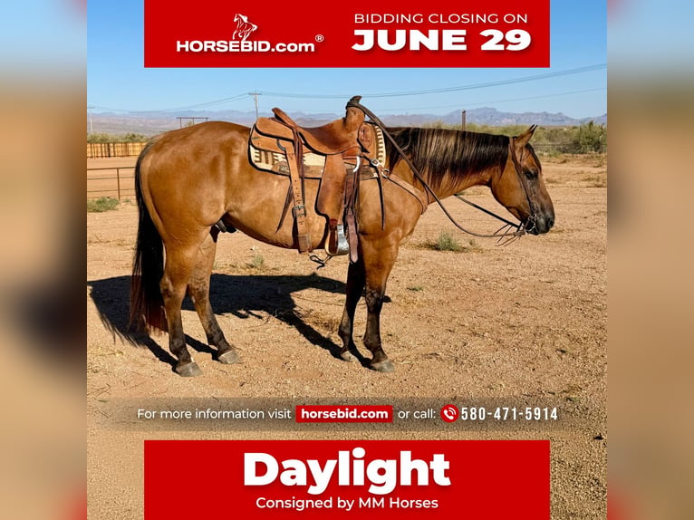 Quarter horse américain Hongre 8 Ans Isabelle in Cave Creek