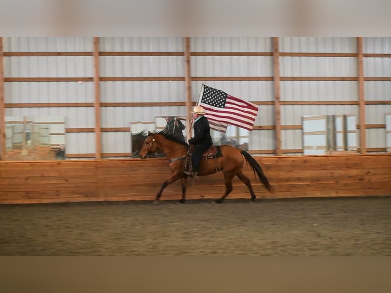 Quarter horse américain Hongre 8 Ans Isabelle in Rebersburg, PA