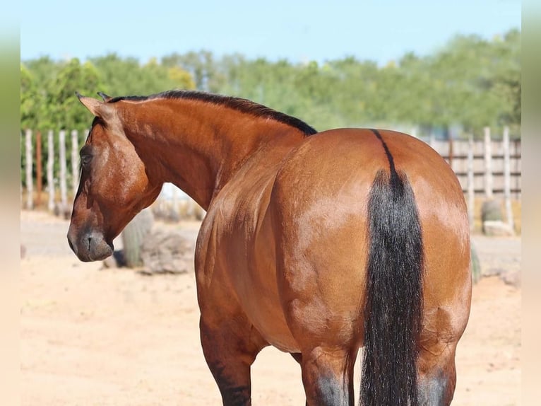 Quarter horse américain Hongre 8 Ans Isabelle in Carefree, AZ