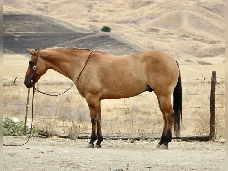 Quarter horse américain Hongre 8 Ans Isabelle in Paicines, CA