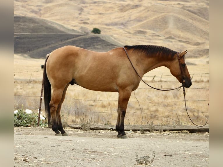 Quarter horse américain Hongre 8 Ans Isabelle in Paicines, CA