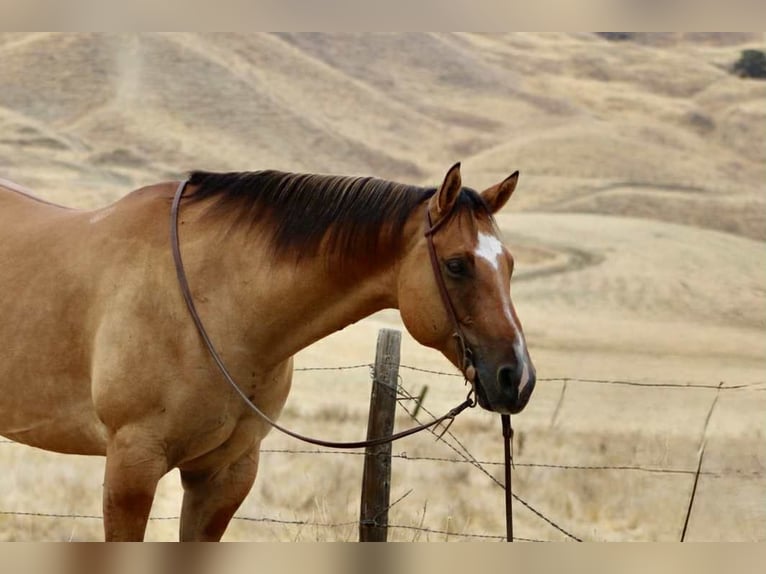 Quarter horse américain Hongre 8 Ans Isabelle in Paicines, CA