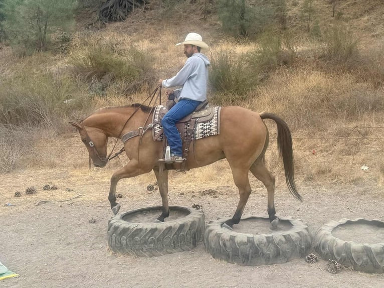 Quarter horse américain Hongre 8 Ans Isabelle in Paicines, CA