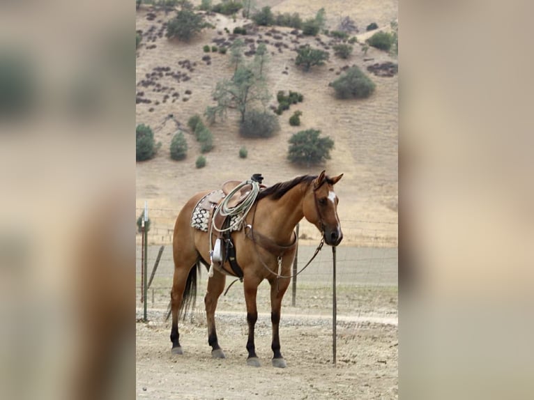 Quarter horse américain Hongre 8 Ans Isabelle in Paicines, CA
