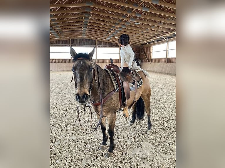 Quarter horse américain Hongre 8 Ans Isabelle in Niederhelfenswil