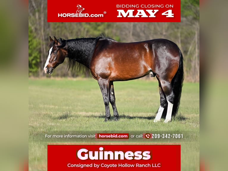 Quarter horse américain Hongre 8 Ans Noir in Waco, TX