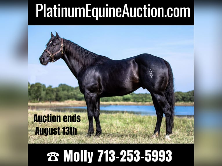 Quarter horse américain Hongre 8 Ans Noir in Coldspring TX