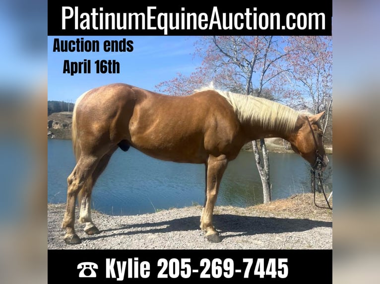 Quarter horse américain Hongre 8 Ans Palomino in Haleyville Al