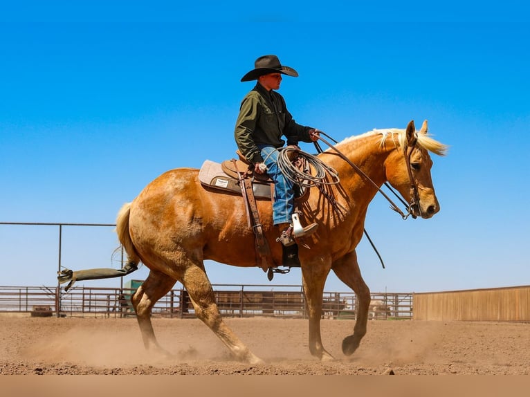Quarter horse américain Hongre 8 Ans Palomino in Canyon