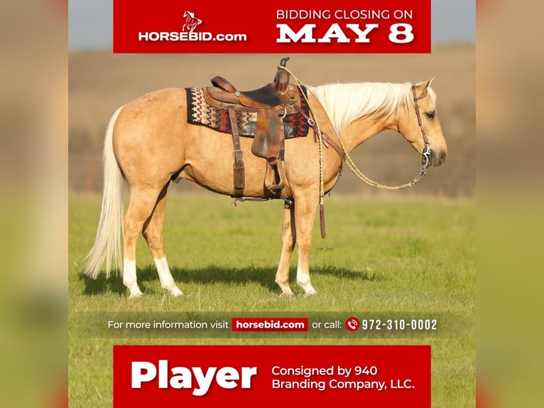 Quarter horse américain Hongre 8 Ans Palomino in Addison, TX