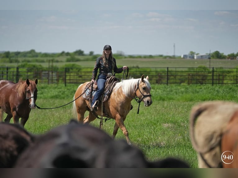 Quarter horse américain Hongre 8 Ans Palomino in Addison, TX