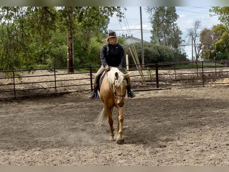 Quarter horse américain Hongre 8 Ans Palomino in Waterford, CA