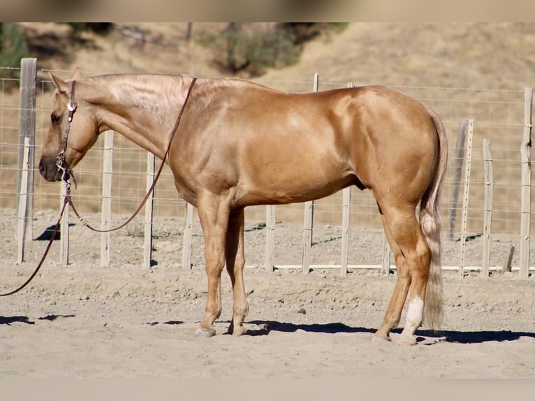 Quarter horse américain Hongre 8 Ans Palomino in Tres Pinos
