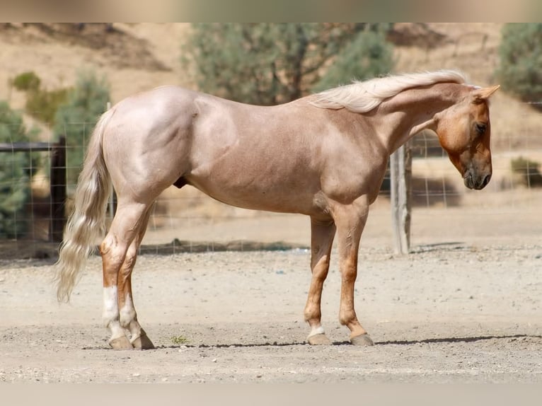 Quarter horse américain Hongre 8 Ans Palomino in Tres Pinos