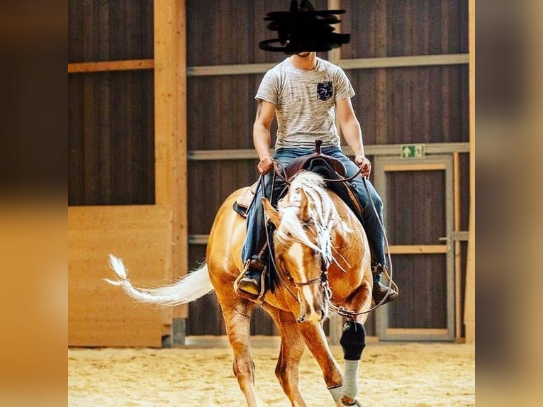 Quarter horse américain Hongre 8 Ans Palomino in Pfinztal