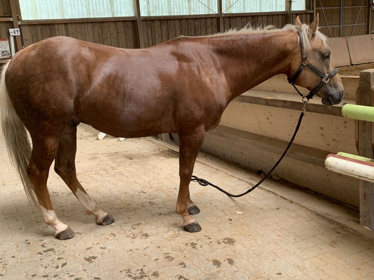 Quarter horse américain Hongre 8 Ans Palomino in Pfinztal