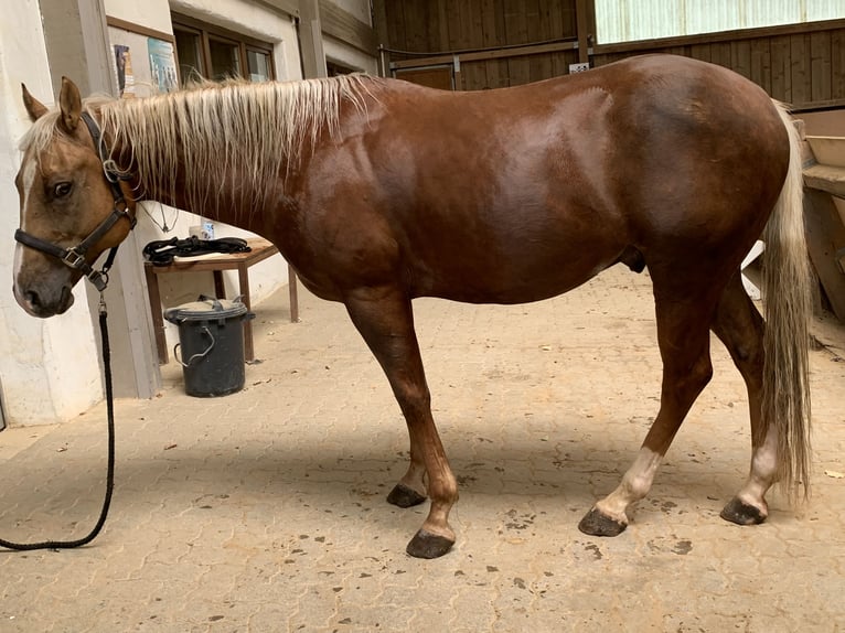 Quarter horse américain Hongre 8 Ans Palomino in Pfinztal