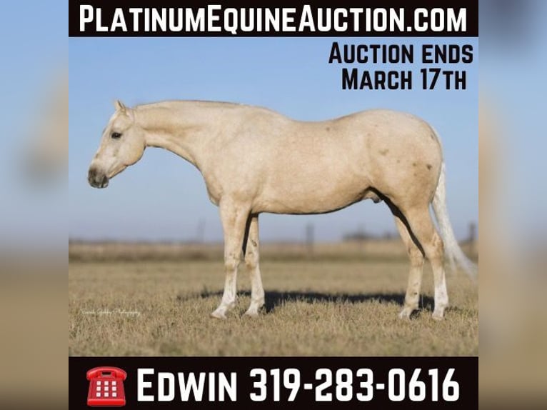 Quarter horse américain Hongre 8 Ans Palomino in Fairbank IA