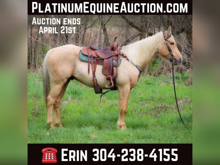 Quarter horse américain Hongre 8 Ans Palomino in Flemingsburg KY