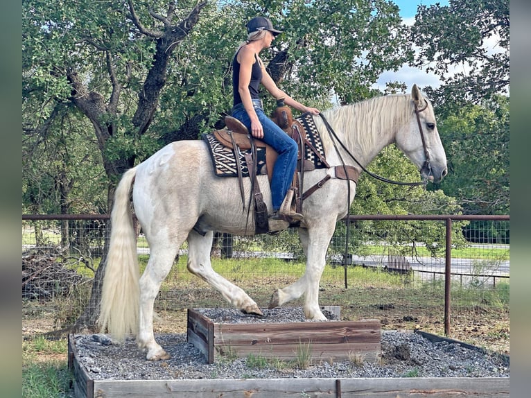 Quarter horse américain Hongre 8 Ans Palomino in Jacksboro TX