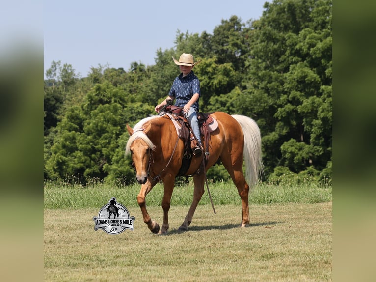 Quarter horse américain Hongre 8 Ans Palomino in Mount Vernon, KY