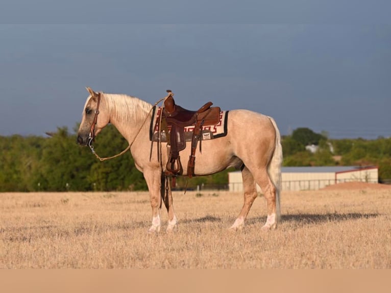 Quarter horse américain Hongre 8 Ans Palomino in WACO Tx