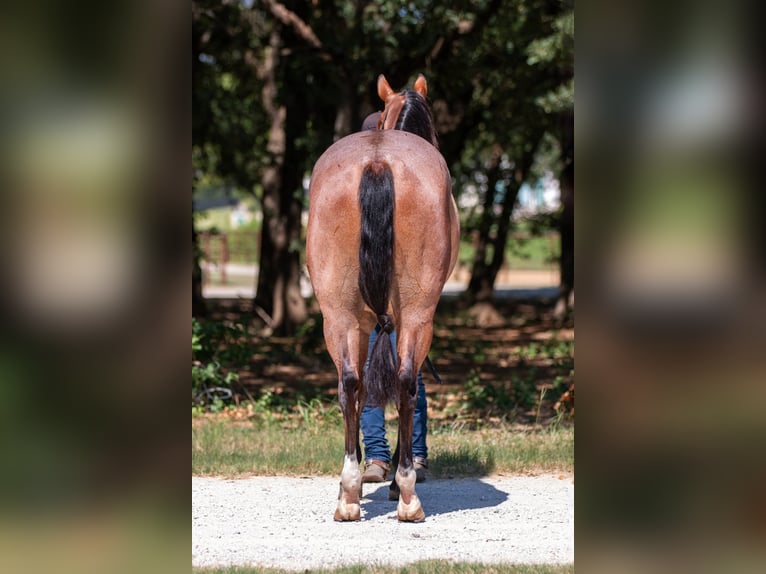 Quarter horse américain Hongre 8 Ans Roan-Bay in Argyle