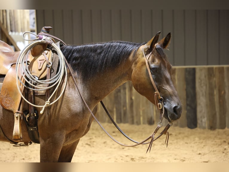 Quarter horse américain Hongre 8 Ans Roan-Bay in Dalhart
