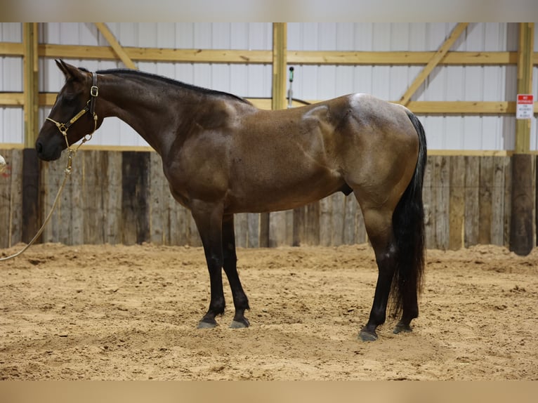Quarter horse américain Hongre 8 Ans Roan-Bay in Dalhart