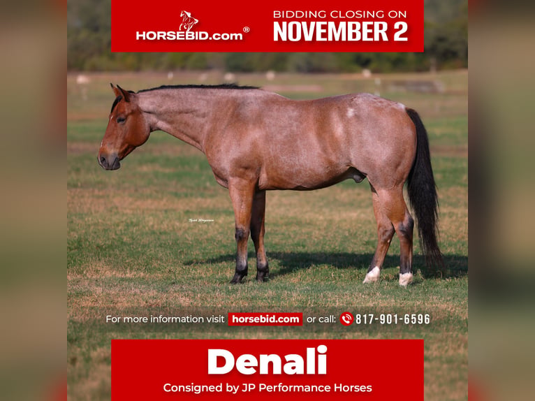 Quarter horse américain Hongre 8 Ans Roan-Bay in Weatherford